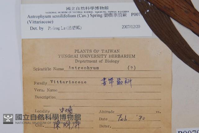 蘭嶼車前蕨藏品圖，第2張