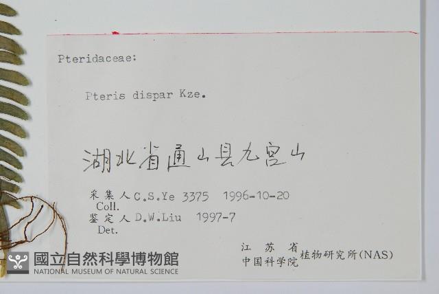 天草鳳尾蕨藏品圖，第2張