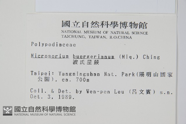 波氏星蕨藏品圖，第2張