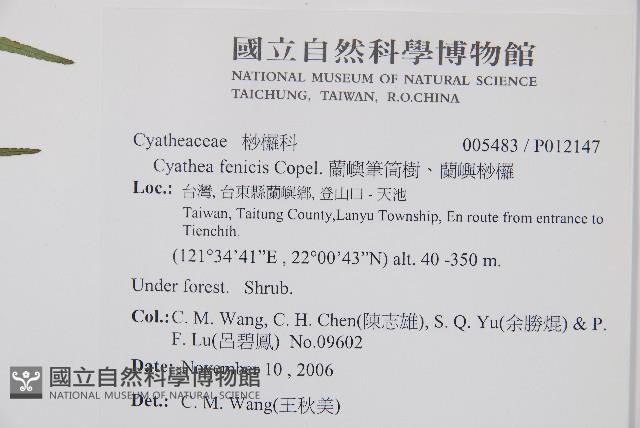 蘭嶼筆筒樹、蘭嶼桫欏藏品圖，第2張