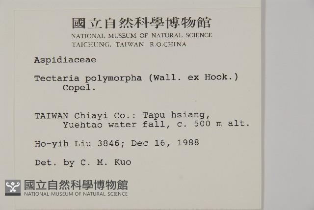 南投三叉蕨藏品圖，第2張