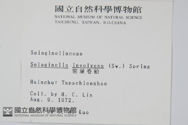 密葉卷柏藏品圖，第2張