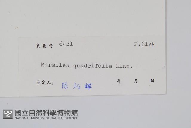 田字草，蘋藏品圖，第2張