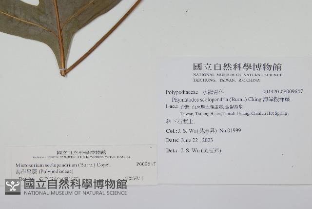 海岸星蕨藏品圖，第2張