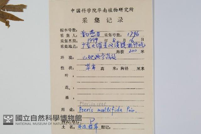 鳳尾蕨藏品圖，第2張