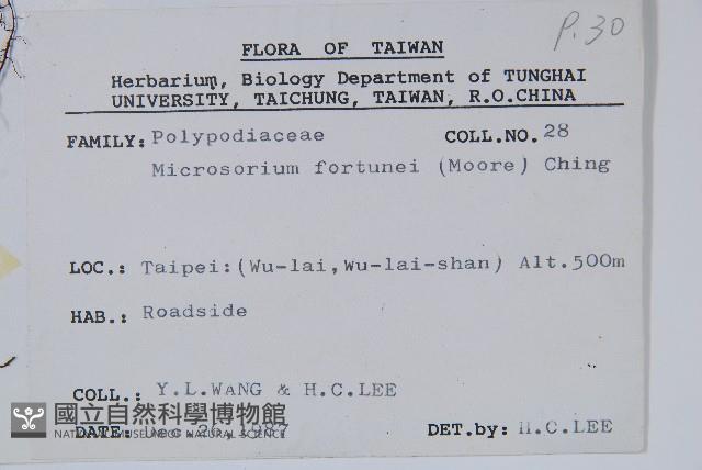 大星蕨藏品圖，第2張