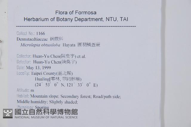 團羽鱗蓋蕨藏品圖，第2張