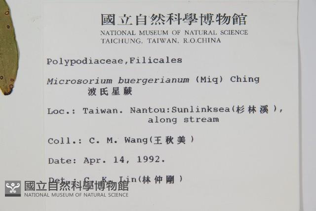 波氏星蕨藏品圖，第2張