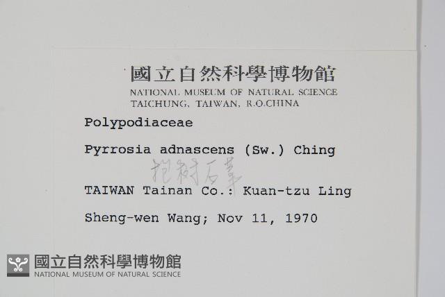 抱樹石葦藏品圖，第2張