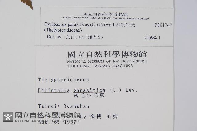 密毛毛蕨藏品圖，第2張