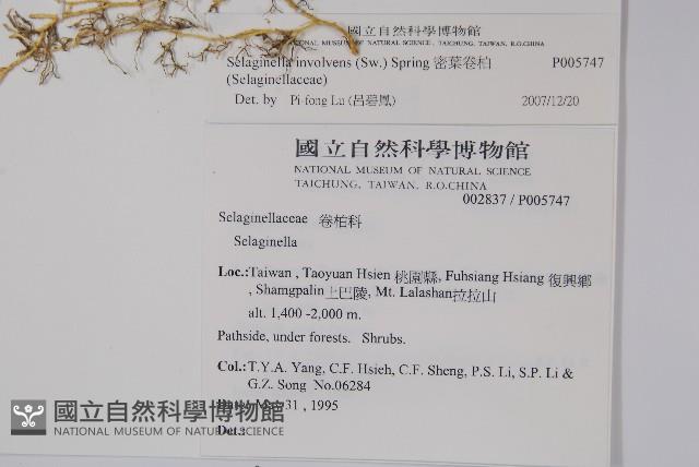 密葉卷柏藏品圖，第2張