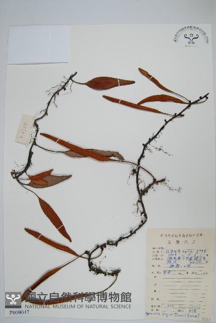 石葦藏品圖，第1張