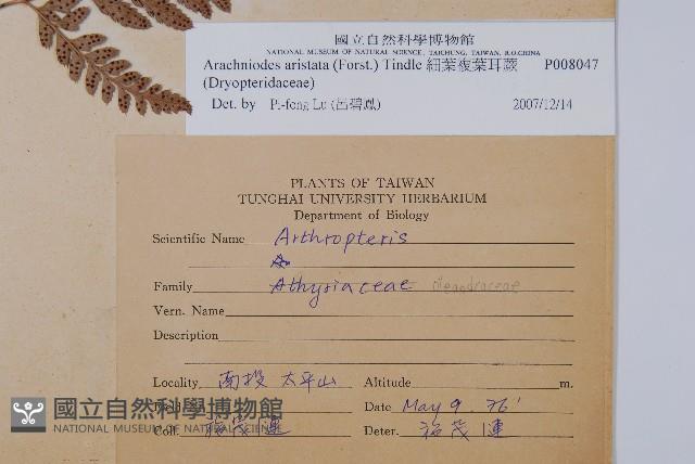 細葉複葉耳蕨藏品圖，第2張