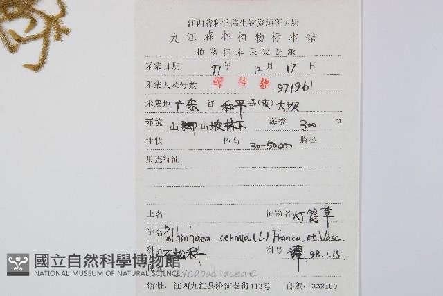 燈龍草藏品圖，第2張