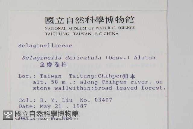 全緣卷柏藏品圖，第2張