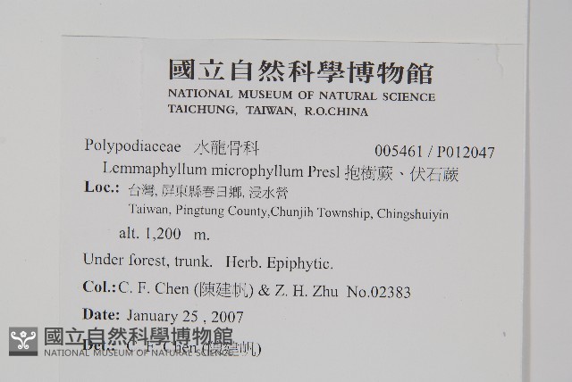 抱樹蕨、伏石蕨藏品圖，第2張