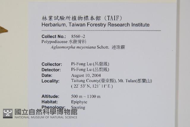 連珠蕨藏品圖，第2張