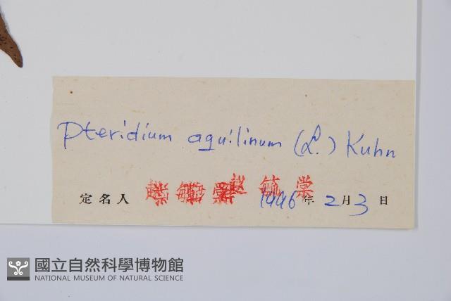 蕨藏品圖，第2張