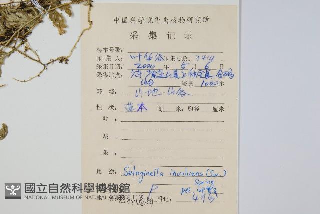 密葉卷柏藏品圖，第2張