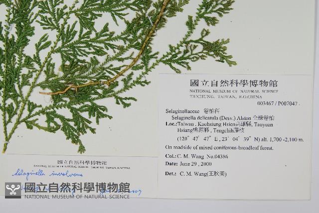 密葉卷柏藏品圖，第2張