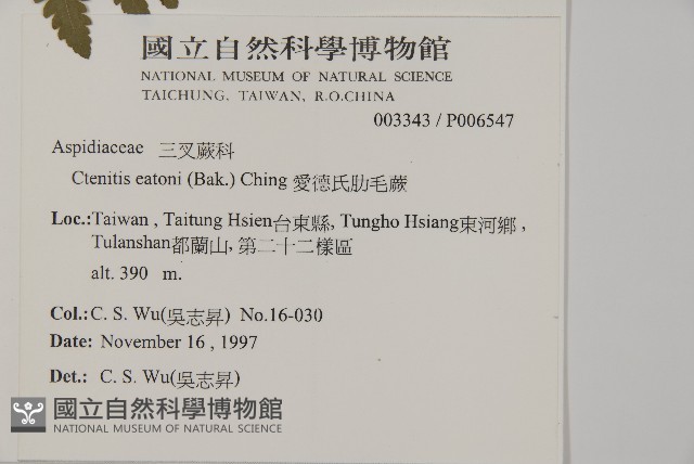 愛德氏肋毛蕨藏品圖，第2張