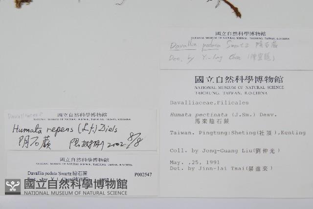 陰石蕨藏品圖，第2張