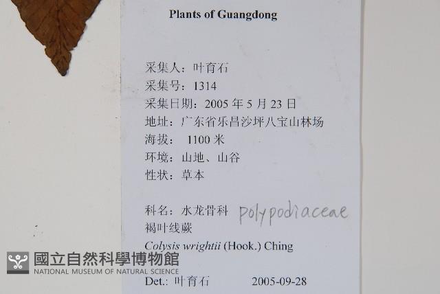 萊氏線蕨藏品圖，第2張