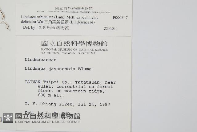 三角葉陵齒蕨藏品圖，第2張