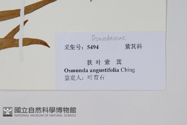 狹葉紫萁藏品圖，第2張