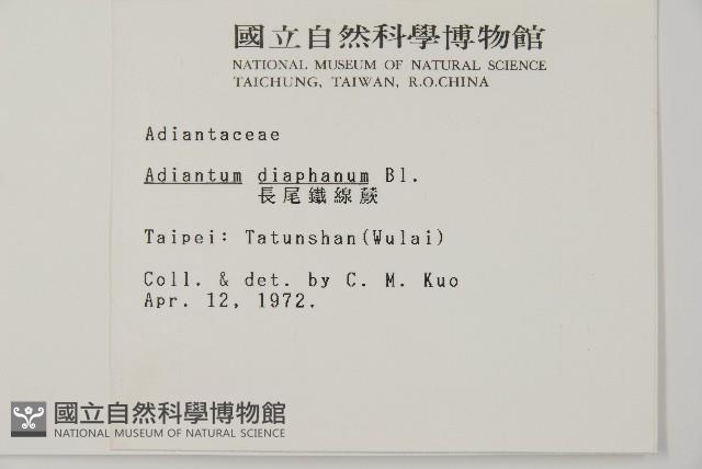 長尾鐵線蕨藏品圖，第2張