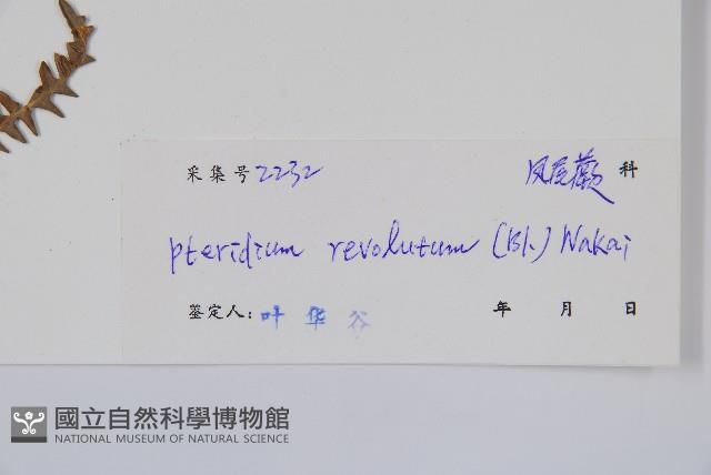 密毛蕨、巒大蕨藏品圖，第2張