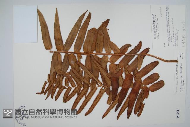 長葉腎蕨藏品圖，第1張
