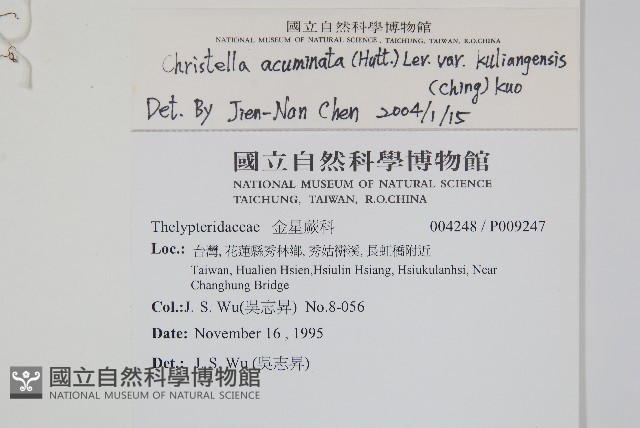 突尖小毛蕨藏品圖，第2張