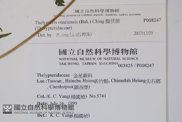 擬茯蕨藏品圖，第2張