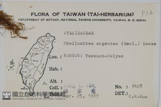 長柄粉背蕨藏品圖，第2張