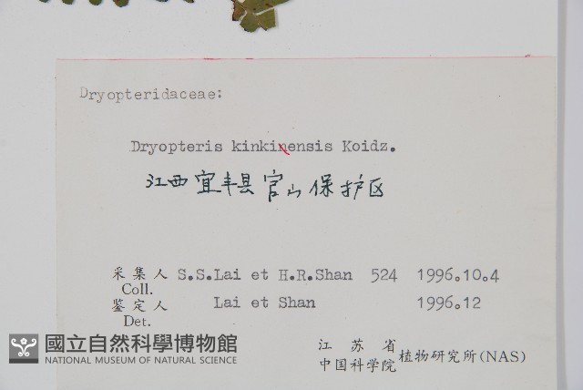 金鶴鱗毛蕨藏品圖，第2張