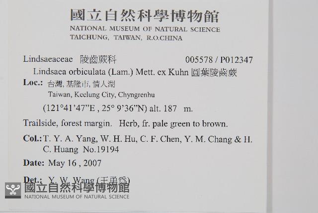 圓葉陵齒蕨藏品圖，第2張