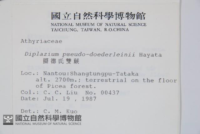 擬德氏雙蓋蕨藏品圖，第2張