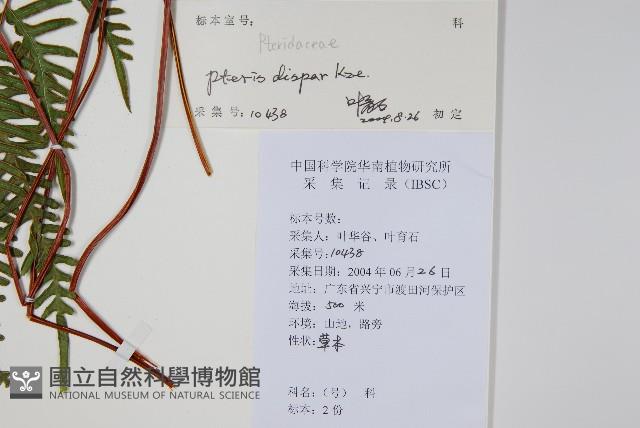 天草鳳尾蕨藏品圖，第2張