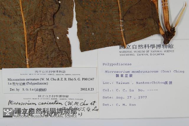 龍骨星蕨藏品圖，第2張