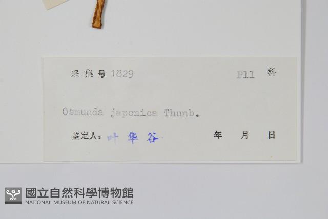 紫萁藏品圖，第2張