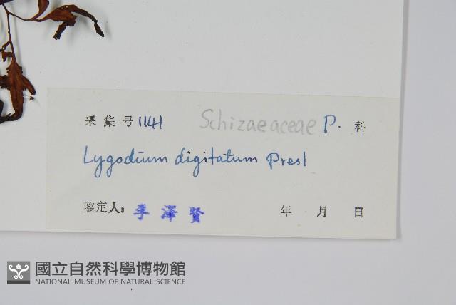 掌葉海金沙藏品圖，第2張