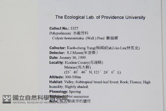 斷線蕨藏品圖，第2張