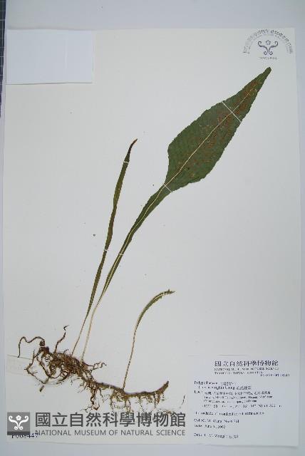 萊氏線蕨藏品圖，第1張