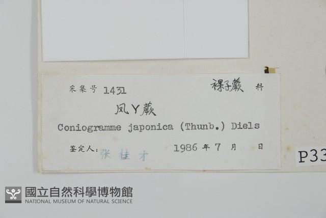 日本鳳丫蕨藏品圖，第2張