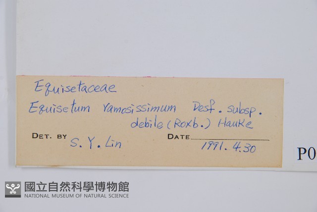 臺灣木賊藏品圖，第2張