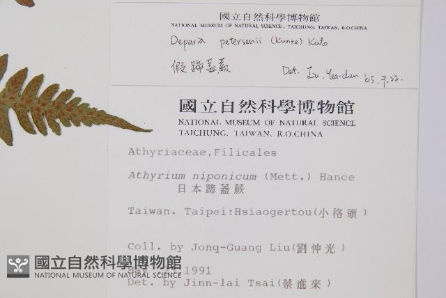 假蹄蓋蕨、東洋蹄蓋蕨藏品圖，第2張