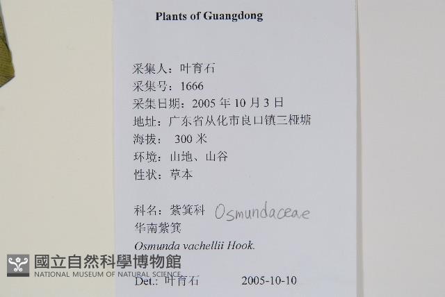 華南紫萁藏品圖，第2張