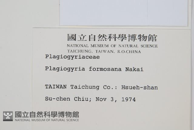 台灣瘤足蕨藏品圖，第2張