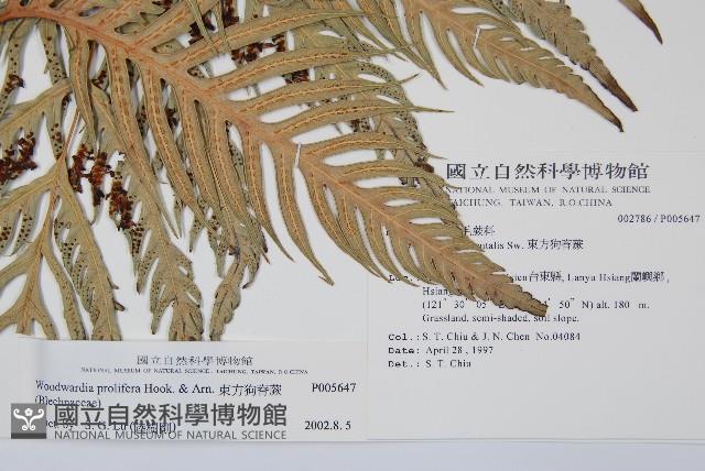 東方狗脊蕨藏品圖，第2張